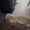 Buddy