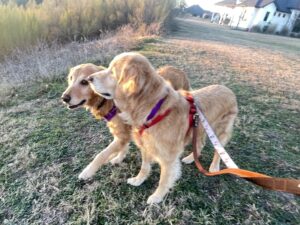 Honey 25-005--curious during walk with Sunny Skies
