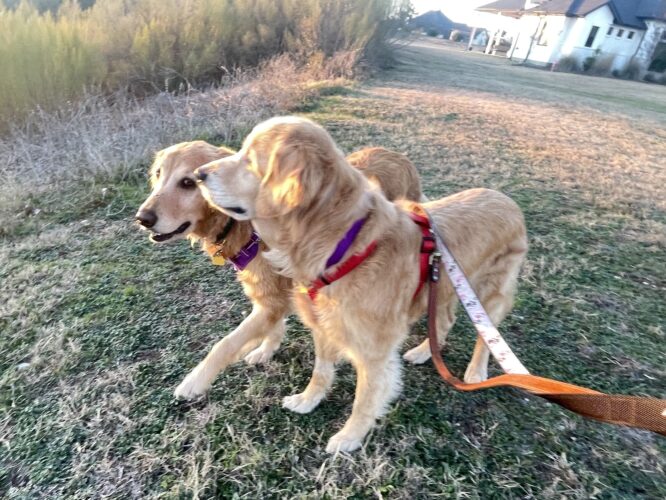 Honey 25-005--curious during walk with Sunny Skies
