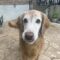 Shiloh