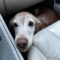 Shiloh