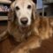 Shiloh