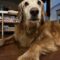 Shiloh