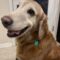 Shiloh