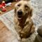 Brinkley