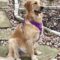 Brinkley