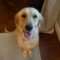 Brinkley