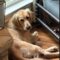 Brinkley