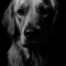 Brinkley