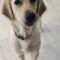 Brinkley