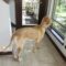 Brinkley