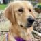 Brinkley