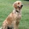 Brinkley
