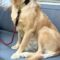 Brinkley
