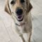 Brinkley