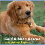annual report (300 x 350 px) (350 x 300 px)