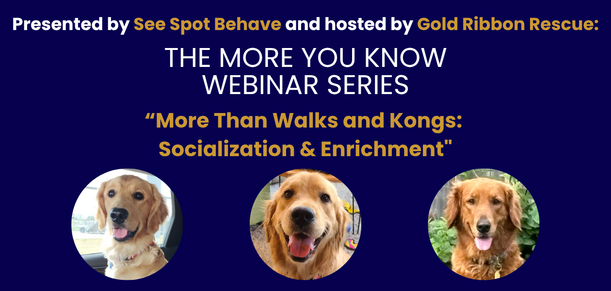 Webinar - More Than Walks and Kongs