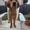 Murphy