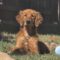 Murphy