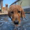 Murphy