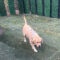Trixie