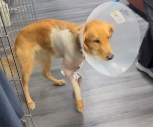 25-101 River post surgery 1