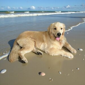 Champ at the Beach - white