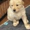 Cubby Bear