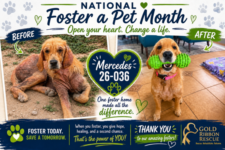 Foster A Pet Month