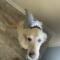 Nala