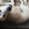 Kenai